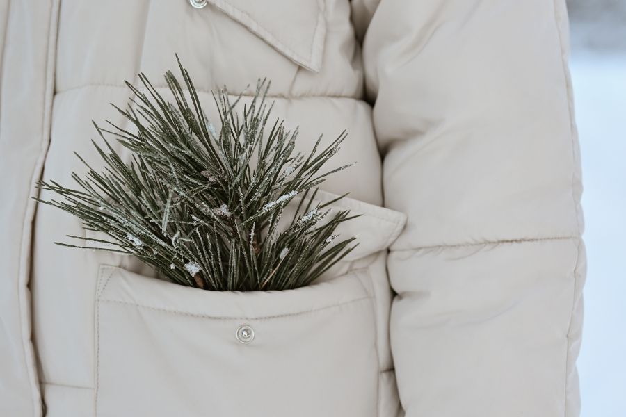Conifer twig in winter coat pocket