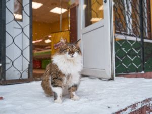 snow cat standing out on a perron