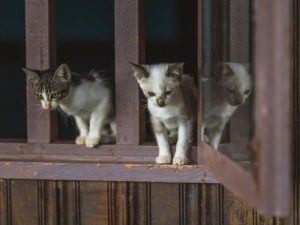 domestic short hair cats at the window