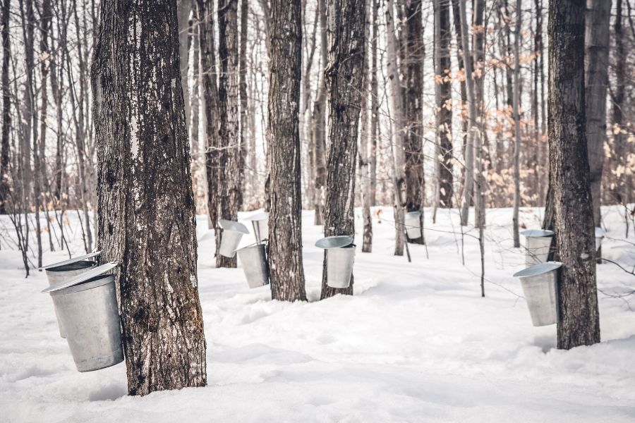 Pails used to collect sap from maple trees