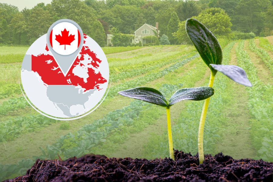 Concept of Canadian seed companies with green sprout seed on a farm background