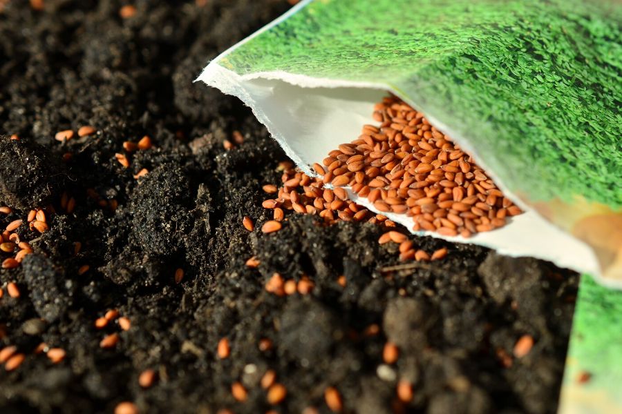 Seeds in package and on  soil in the garden