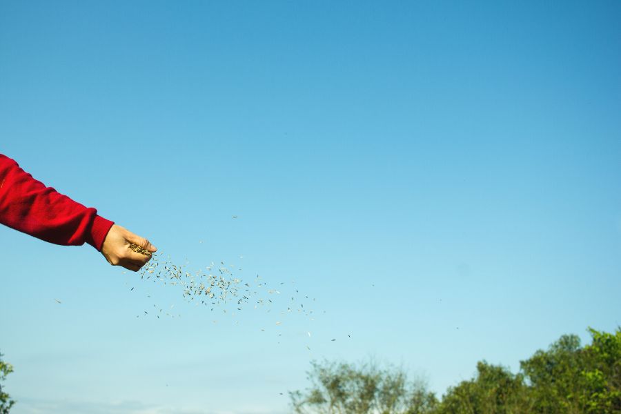 Woman hand sowing seeds on the land